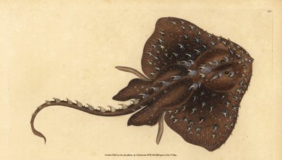 Dikenli paten, Amblyraja radiata (Yıldızlı ışın, Raja radiata). Hassas. Edward Donovan tarafından Natural History of British Fishes, Donovan ve F.C. ve J. Rivington, Londra by Edward Donovan