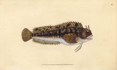 Tompot blenny, Parablennius gattorugine (Gattorugine, Blennius gattorugine). Edward Donovan tarafından Natural History of British Fishes, Donovan ve F.C. ve J. Rivington, Londra by Edward Donovan