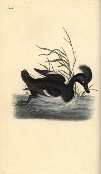 Püsküllü ördek, Aythya fuligula. Edward Donovan tarafından kendi “Natural History of British Birds” Londra kitabından çizilip kazınmış, elle boyanmış bakır levha by Edward Donovan