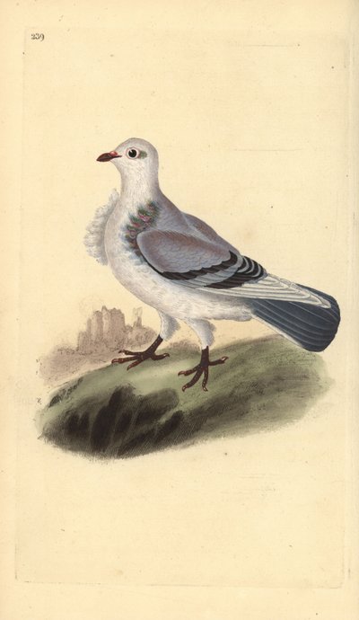 Turbit güvercini, Columba livia domestica var. turbita. Edward Donovan tarafından kendi “Natural History of British Birds” Londra kitabından çizilip kazınmış, elle boyanmış bakır levha by Edward Donovan