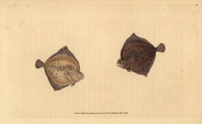 Turbot, Scophthalmus maximus (Cyclops flounder, Pleuronectes cyclops). Handcoloured copperplate drawn and engraved by Edward Donovan from his Natural History of British Fishes, Donovan and F.C. and J. Rivington, London by Edward Donovan