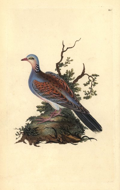 Kaplumbağa güvercini, Streptopelia turtur. Edward Donovan tarafından kendi “Natural History of British Birds” (1794-1819) kitabından çizilmiş ve oyulmuş, elle boyanmış bakır levha. Edward Donovan (1768-1837) bir İngiliz-İrlandalı amatör zoolog, yazar, sana by Edward Donovan