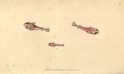 İki benekli slingfish, Diplecogaster bimaculata bimaculata (Bimaculate enayi, Cyclopterus bimaculatus). Edward Donovan tarafından Natural History of British Fishes, Donovan ve F.C. ve J. Rivington, Londra by Edward Donovan