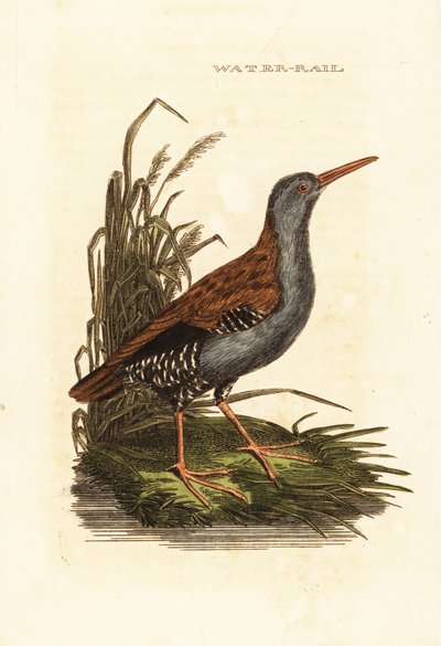 Su rayı, Rallus aquaticus by Edward Donovan