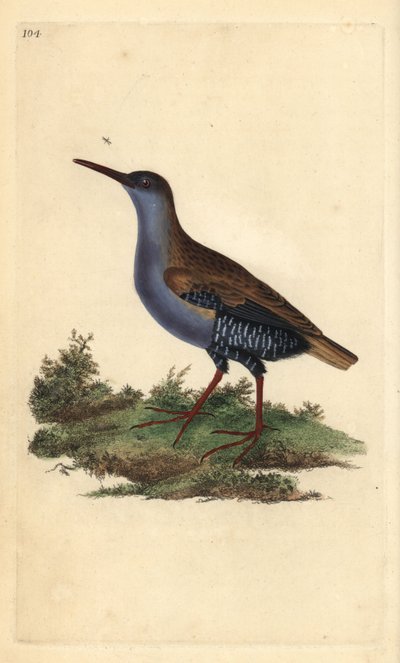 Su rayı, Rallus aquaticus. Edward Donovan tarafından kendi “Natural History of British Birds” Londra kitabından çizilip kazınmış, elle boyanmış bakır levha by Edward Donovan