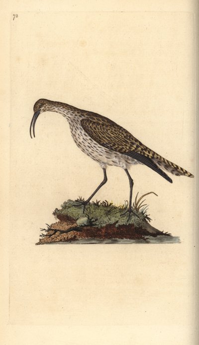 Whimbrel, Numenius phaeopus. Edward Donovan tarafından kendi “Natural History of British Birds” Londra kitabından çizilip kazınmış, elle boyanmış bakır levha by Edward Donovan