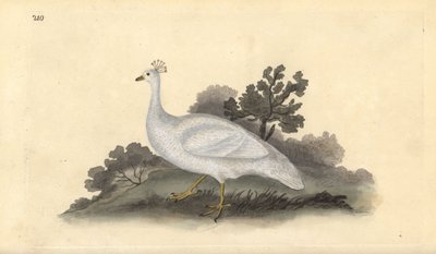 Beyaz tepeli bezelye tavuğu (dişi), Pavo cristatus. Edward Donovan tarafından kendi “Natural History of British Birds” Londra kitabından çizilip kazınmış, elle boyanmış bakır levha by Edward Donovan