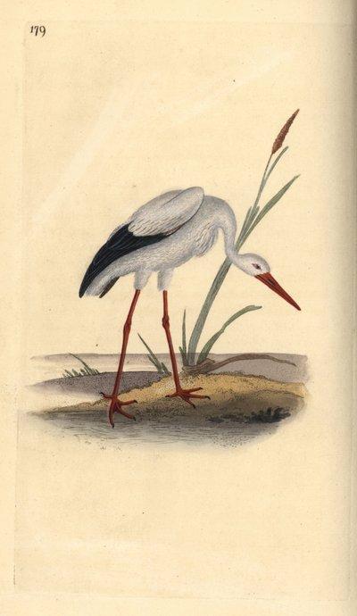 White stork, Ciconia ciconia. Handcoloured copperplate drawn and engraved by Edward Donovan from his own “Natural History of British Birds,” London by Edward Donovan