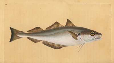 Whiting, Merlangius merlangus (Gadus merlangus). Handcoloured copperplate drawn and engraved by Edward Donovan from his Natural History of British Fishes, Donovan and F.C. and J. Rivington, London by Edward Donovan