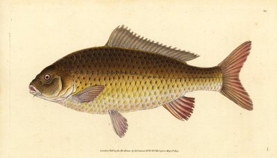 Yabani sazan, Cyprinus carpio. Hassas. Edward Donovan tarafından Natural History of British Fishes, Donovan ve F.C. ve J. Rivington, Londra by Edward Donovan