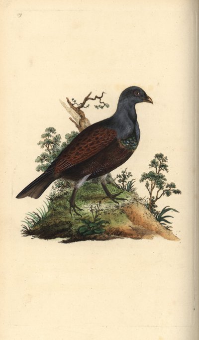 Orman tavuğu, Tetrao urogallus. Edward Donovan tarafından kendi “Natural History of British Birds” Londra kitabından çizilip kazınmış, elle boyanmış bakır levha by Edward Donovan