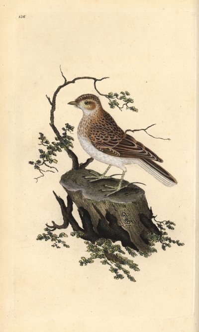Woodlark, Lullula arborea. Edward Donovan tarafından kendi “Natural History of British Birds” Londra kitabından çizilip kazınmış, elle boyanmış bakır levha by Edward Donovan