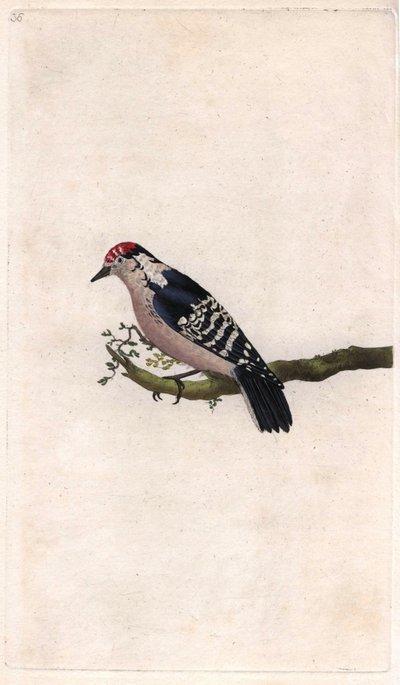 Ağaçkakan. Dendrocopos minör (Picus minör). İngiliz Kuşlarının Natural History, Londra