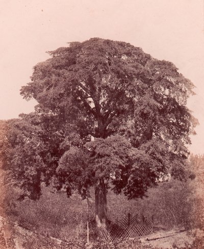 ağaç çalışması, 1850-53. by Edward King Tenison