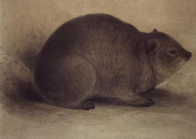 Bir Kaya Hyrax by Edward Lear