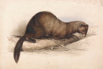  by Edward Lear