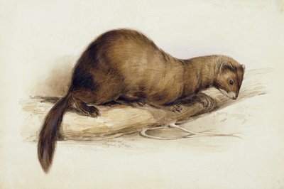 bir gelincik by Edward Lear
