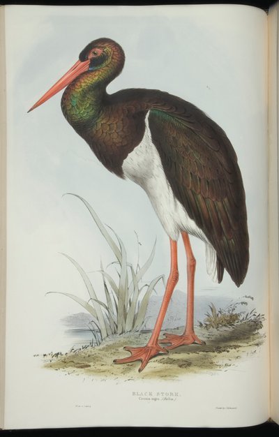 John Gould