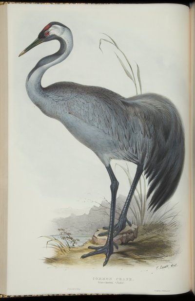 John Gould