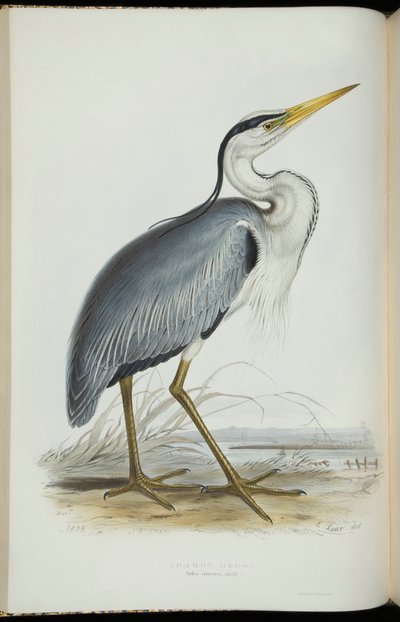 John Gould