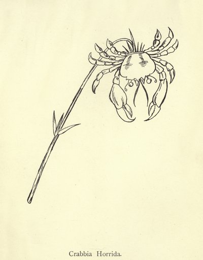 Yengeç Horrida by Edward Lear
