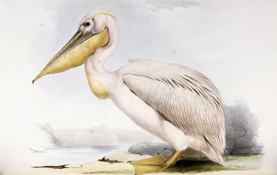 Büyük Beyaz Pelikan by Edward Lear