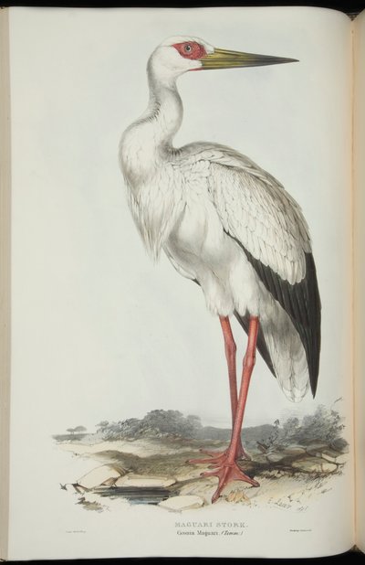 John Gould