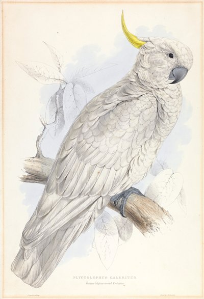 Plyctolophus Galeritus. Büyük Kükürt Tepeli Kakadu. by Edward Lear