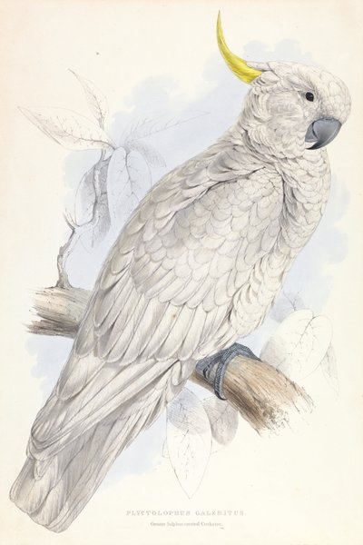 Plyctolophus Galeritus. Büyük Kükürt Tepeli Kakadu. by Edward Lear