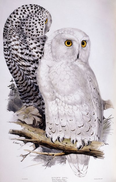 Kar Baykuşu, 1832-1837 by Edward Lear