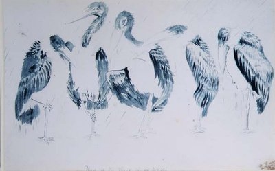 Leylek Çalışmaları by Edward Lear