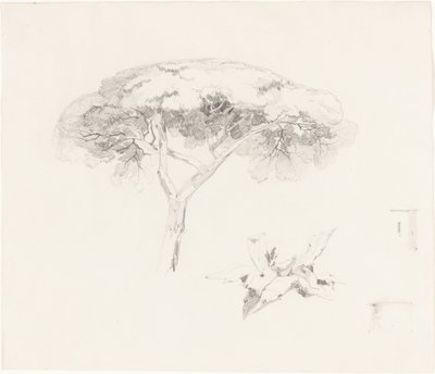 Şemsiye Çamı ve Diğer Çalışmalar by Edward Lear