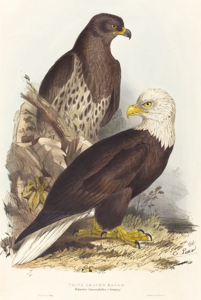 Beyaz Başlı Kartal Haliaetus leucocephalus, 1832-1837