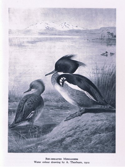 Kırmızı Göğüslü Merganser, İngiltere
