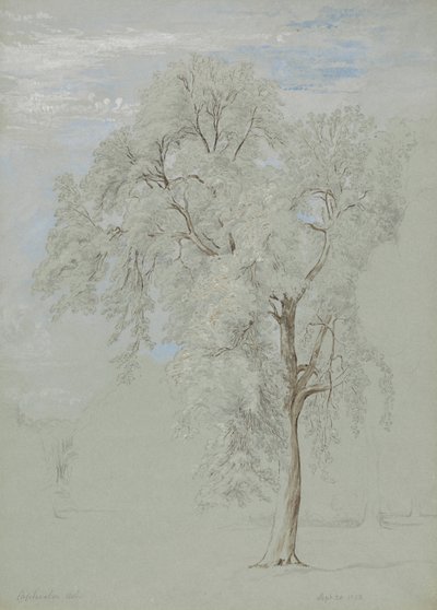 Dişbudak ağacı by Edward Swinburne