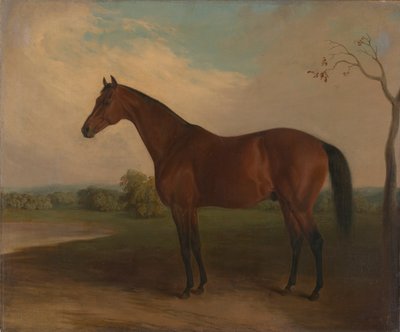 egemen by Edward Troye