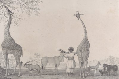 Ceylanların Bazı Nadir Hayvanlarıyla Görkemli ve Zarif Zürafalar veya Cameleopardlar..., 1838. by Edward Williams Clay