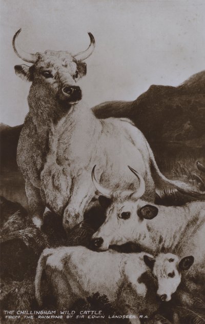 Chillingham Yabani Sığır (s/b fotoğraf) by Edwin (after) Landseer