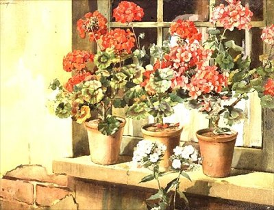 sardunyalar by Edwin Byatt