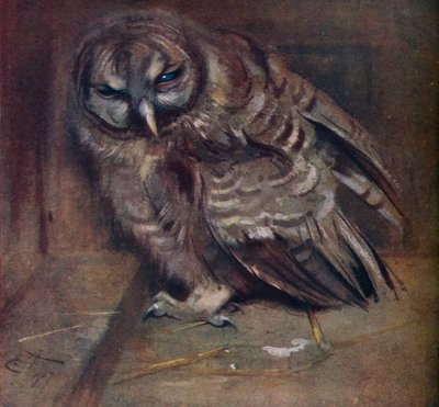 Genç Bir Kahverengi Baykuş, 1907 by Edwin John Alexander