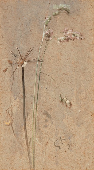 Cocksfoot Grass (devetüyü kağıda sulu boya) by Edwin John Alexander