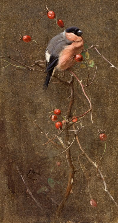 şakrak kuşu by Edwin John Alexander