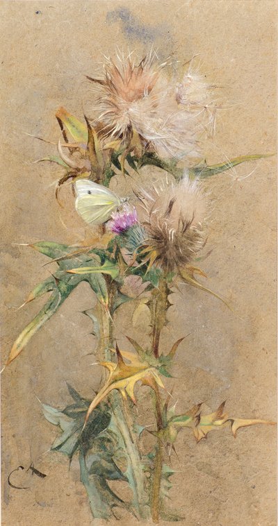 Devedikeni ve Kelebek (suluboya) by Edwin John Alexander
