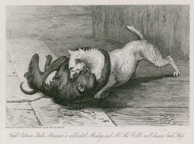 Ünlü bir maymun olan Jacco Macacco ile Bay Thomas Cubb'un iyi bilinen kaltağı Puss arasındaki kavga by Edwin Landseer