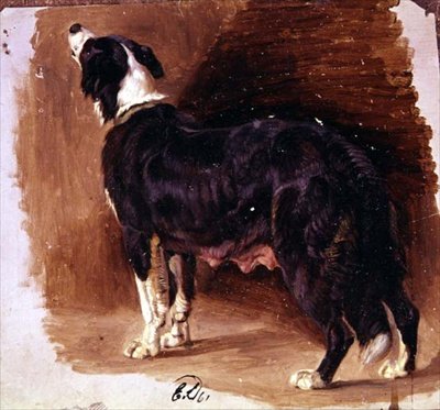 Bir Collie
