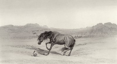 Şaşırdım! by Edwin Landseer