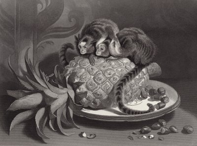 Marmozetler by Edwin Landseer