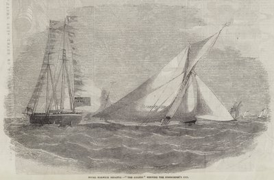 Royal Harwich Regatta, Amazon Commodore Kupası