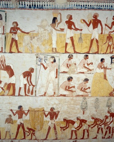 Mahsul hasadı, tahılların harmanlanması ve harmanlanması, Menna Mezarı, Şeyh Abd el Qurnah Nekropolü, Luksor, Thebes (Unesco Dünya Mirası Listesi) girişindeki fresklerden detay by Egyptian 18th Dynasty