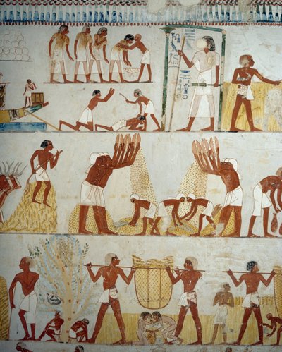 Mahsul hasadı, tahılların harmanlanması ve harmanlanması, Menna Mezarı, Şeyh Abd el Qurnah Nekropolü, Luksor, Thebes (Unesco Dünya Mirası Listesi) girişindeki fresklerden detay by Egyptian 18th Dynasty